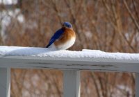 Winter Visitor
