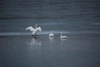 Whistling Swans